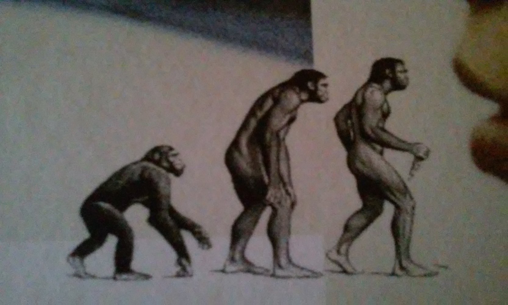 Darwins Finken oder wie der Affe zum Menschen wurde, tolles Buch