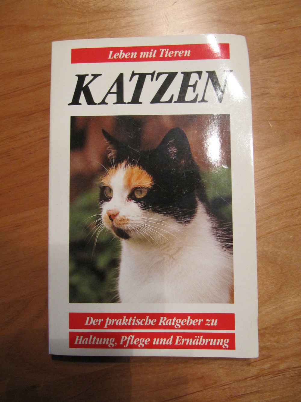 Tierratgeber Katze