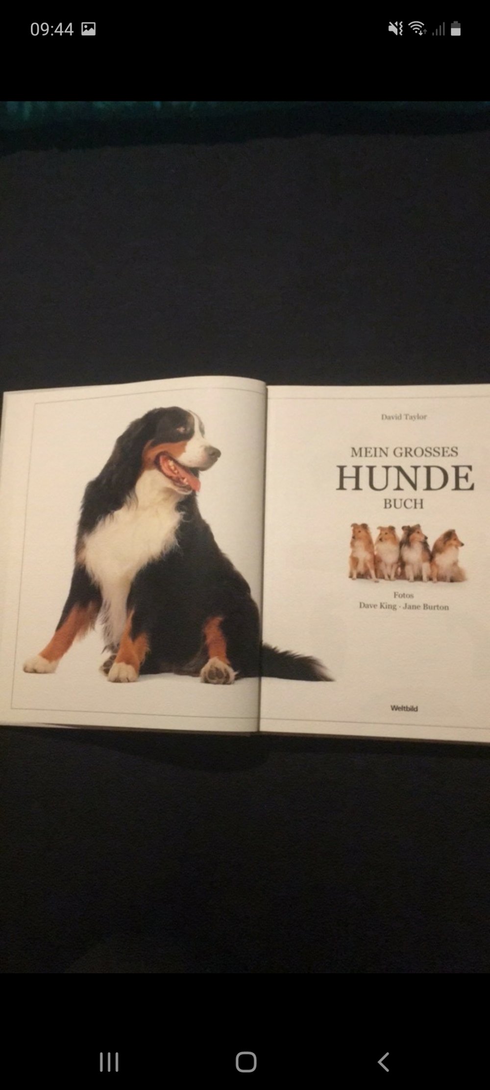 Ein Buch über Hunde 
