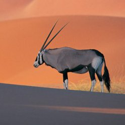 namibiabug
