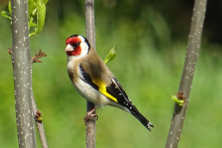 Wanderwaldjana