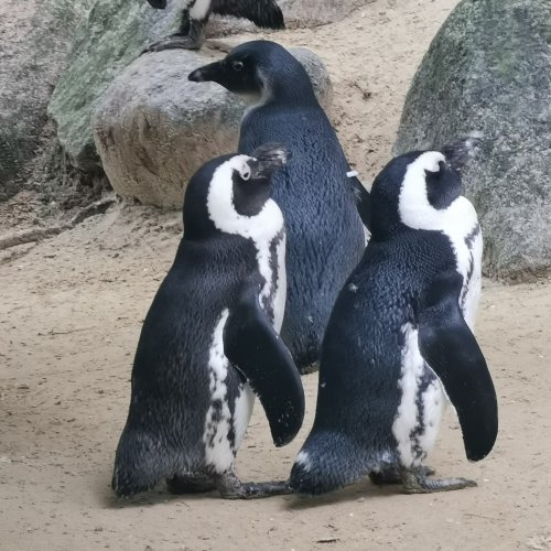 Feetje