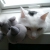 cat72