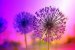 RosaPusteblume