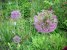 Schmetterlingsblume
